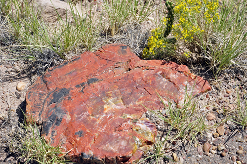 a piece of heavily mineralized petrified wood on the Giant Logs Trail